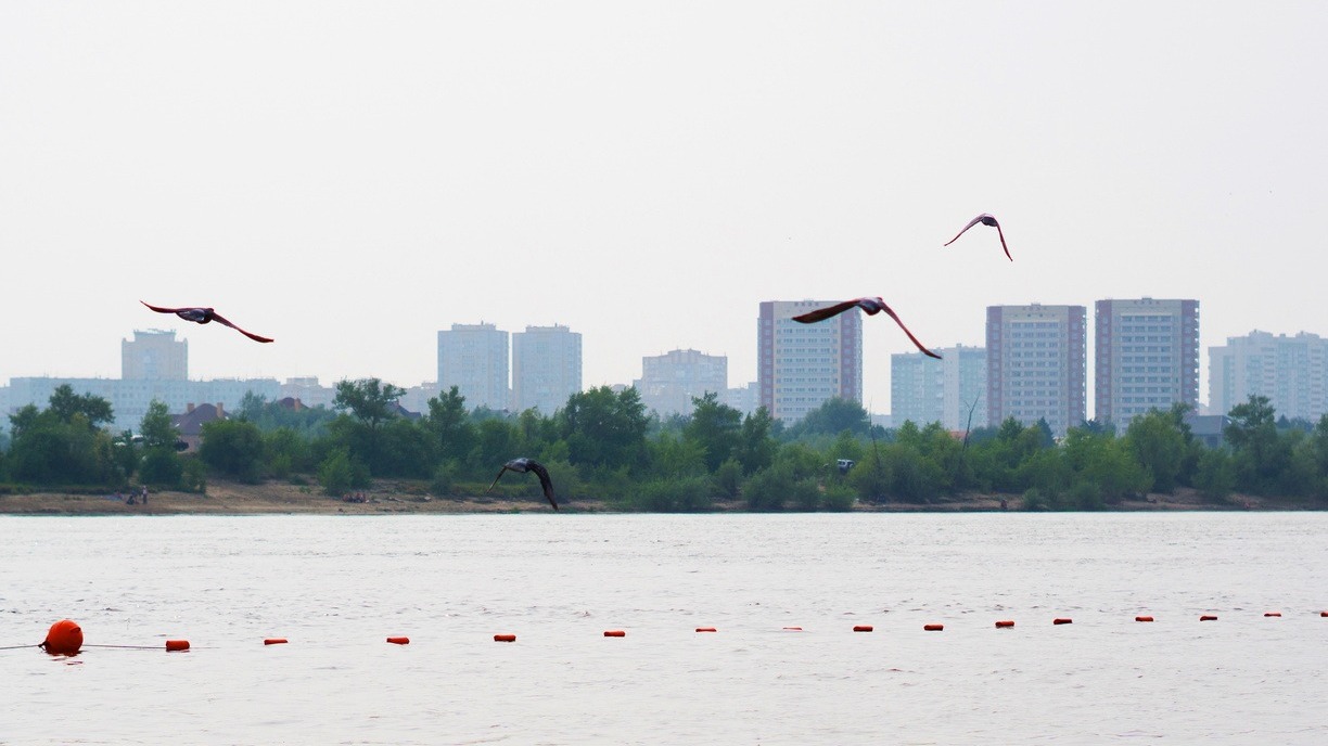 Редкие птицы возвращаются на озеро в Приморском крае
