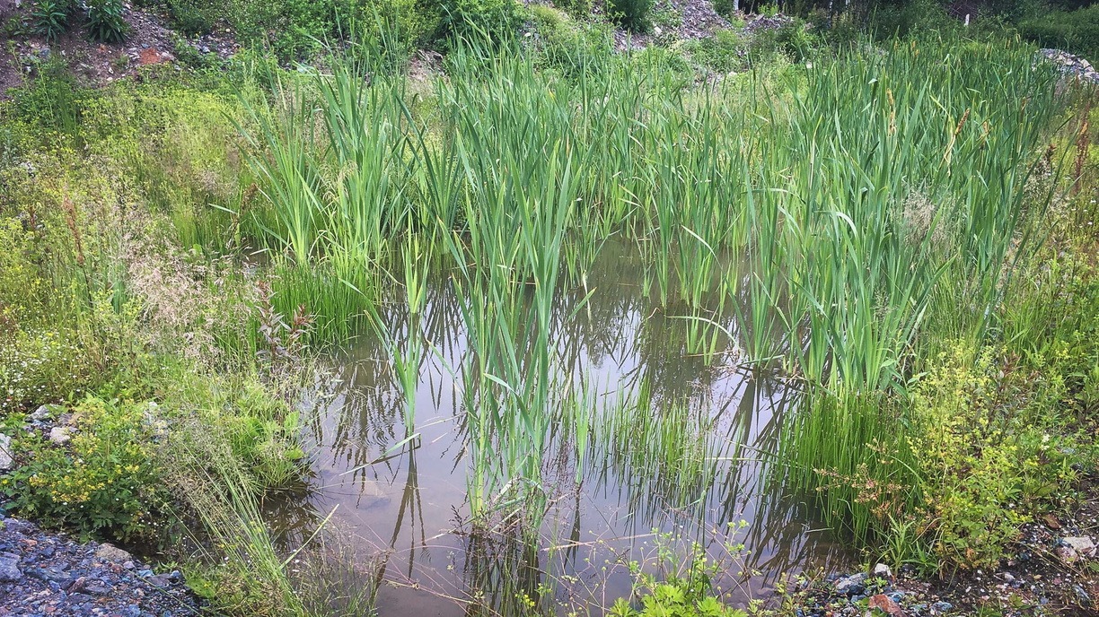 Примгидромет предупреждает: опасные гидрологические явления ожидаются в Приморье