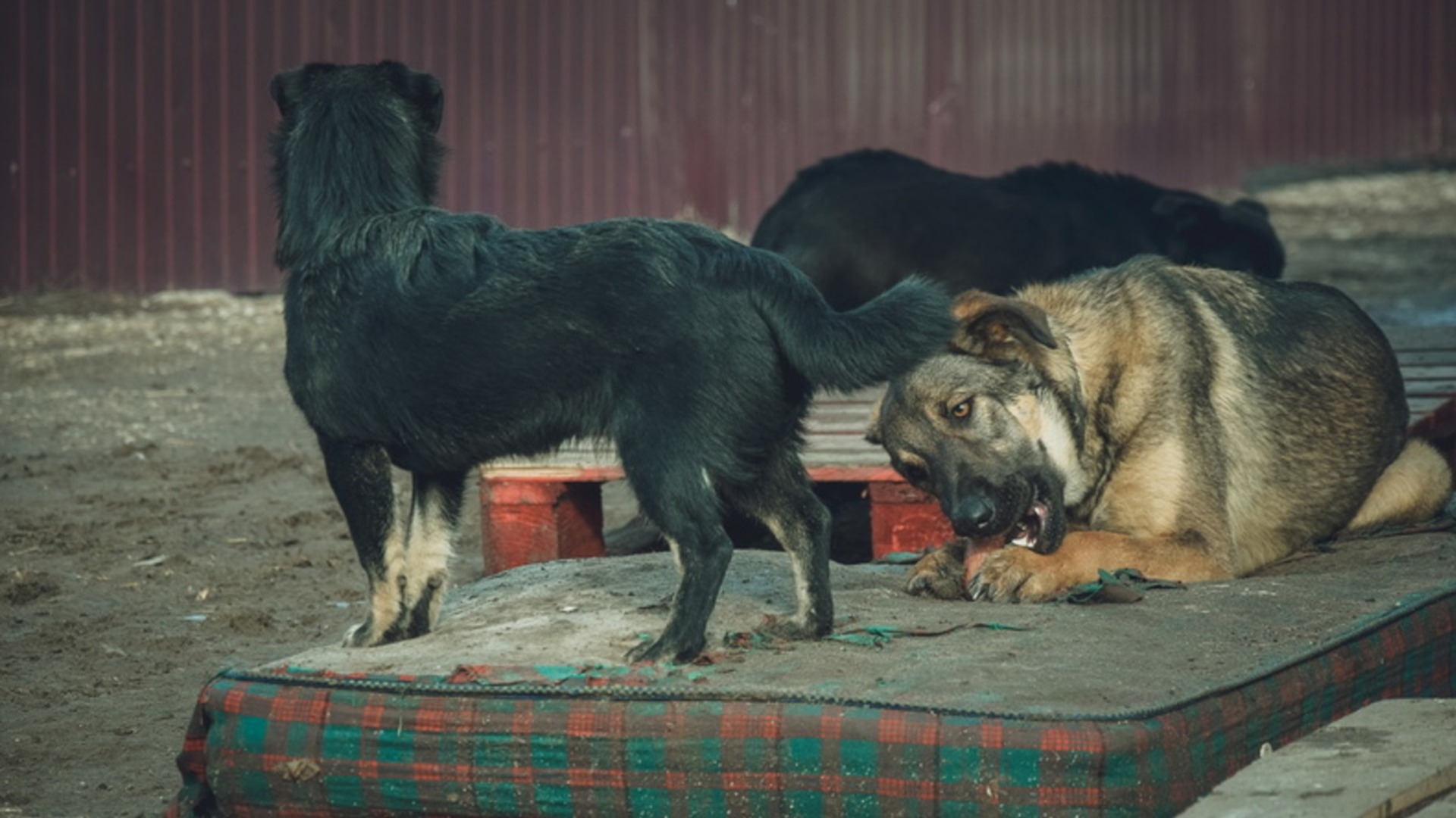 Бродячие собаки досаждают жителям Приморского края