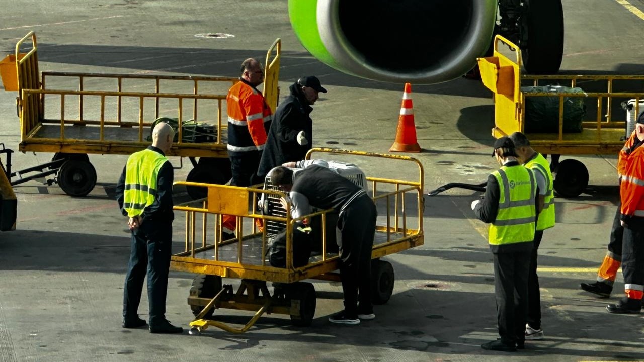 Скандал с питомцем на боту самолета S7 в Приморье прогремел на два региона
