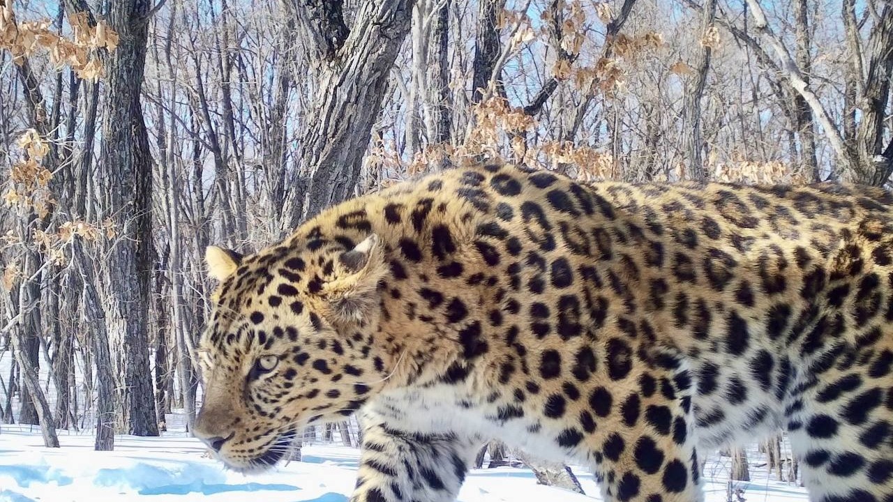 Дальневосточный леопард с пользой повалялся в лесу