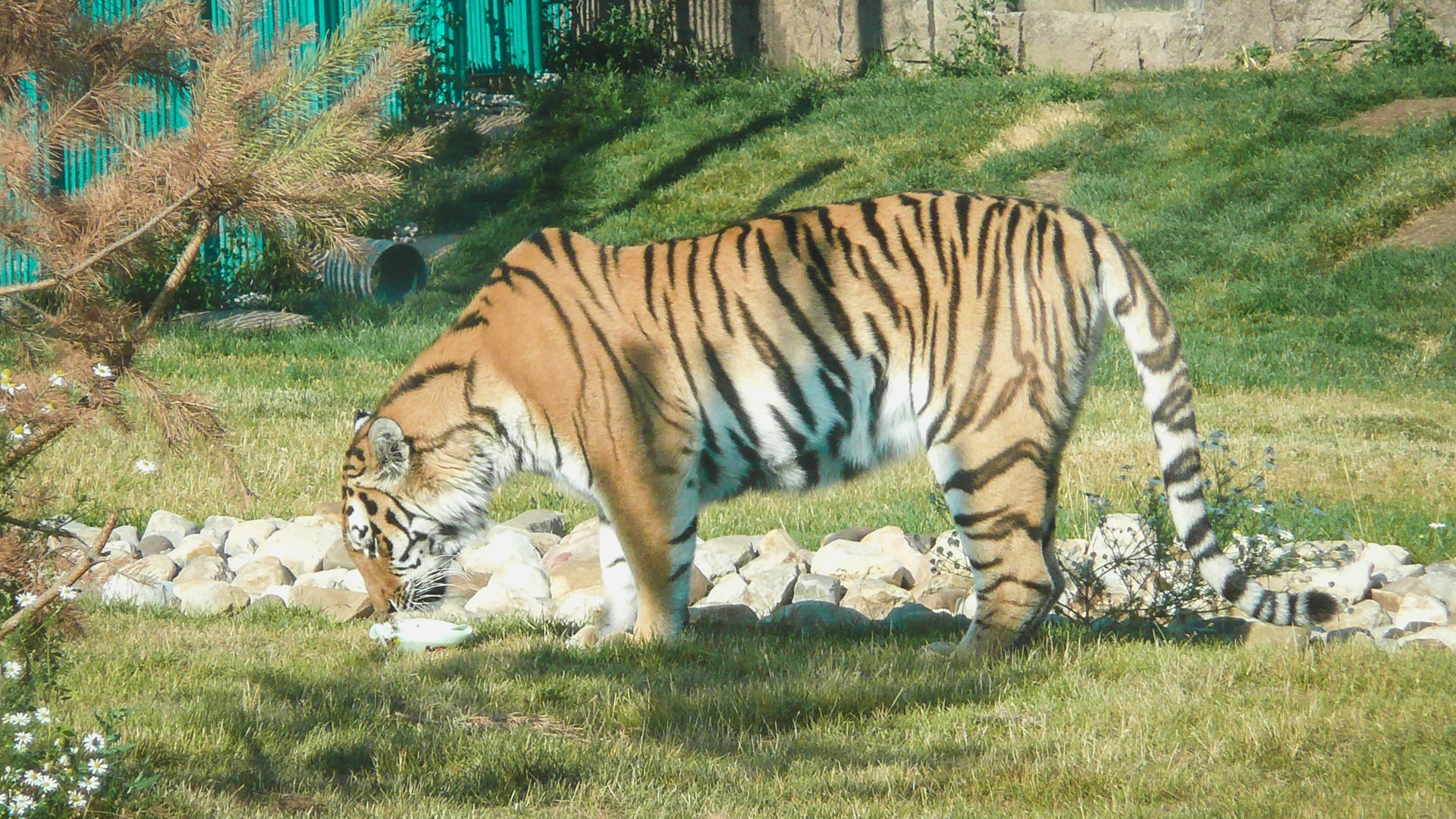 Несколько амурских тигров разместят на Русском острове во Владивостоке