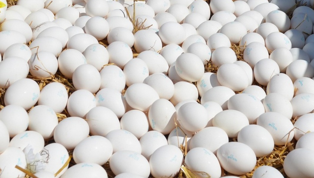 Владыки «белого золота»: чьи яйца в Приморье «звенят» громче?