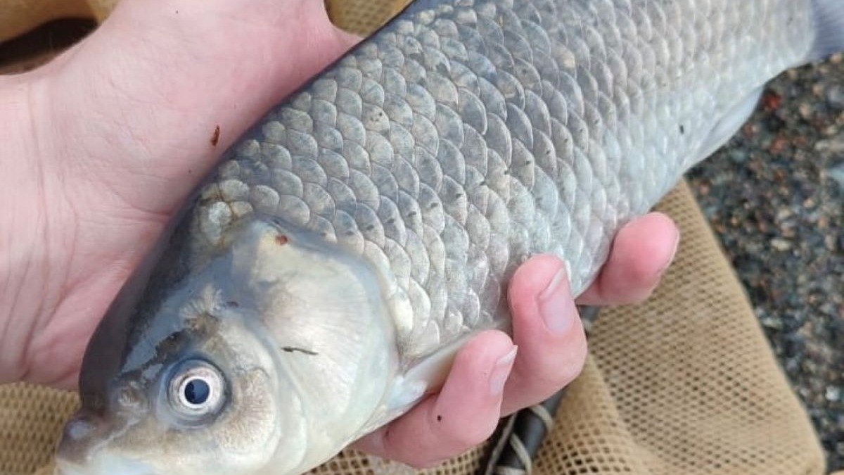Молодые учёные из Дальрыбвтуза нашли причину массовой гибели рыбы в озере Чан