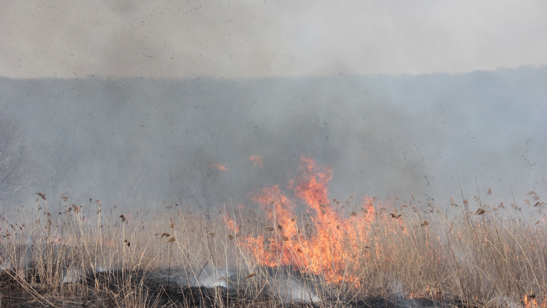 Выяснились причины пожаров в южных муниципалитетах Приморья — кто за этим стоит?